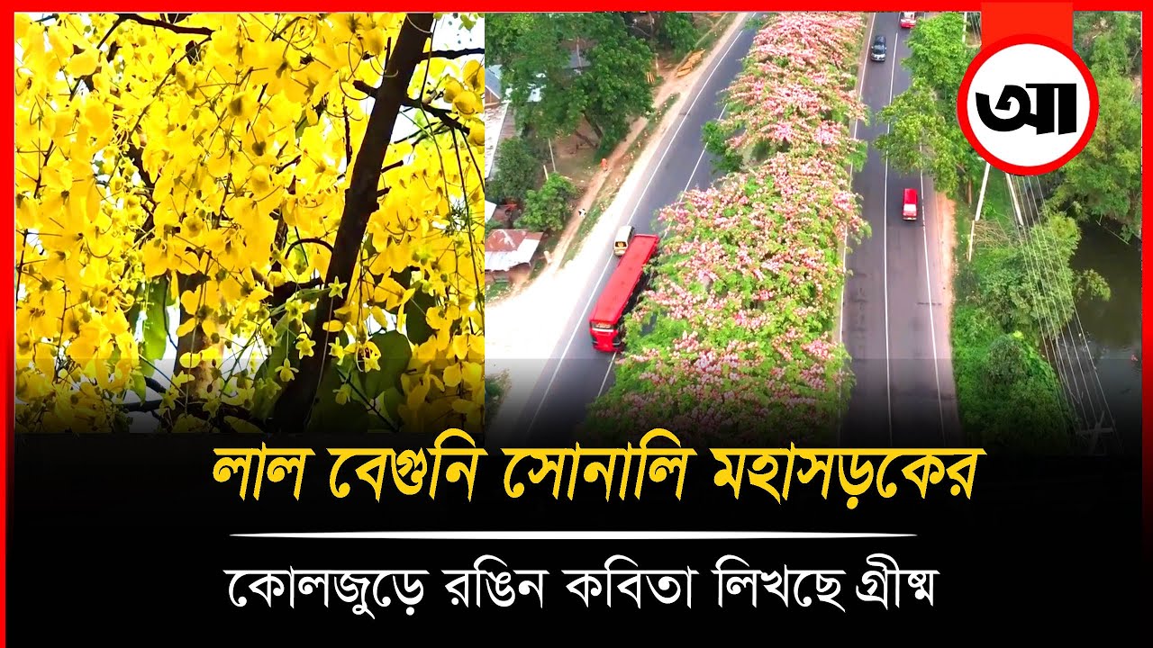 লাল বেগুনি সোনালি মহাসড়কের কোলজুড়ে রঙিন কবিতা লিখছে গ্রীষ্ম।Ajker Khobor Digital
