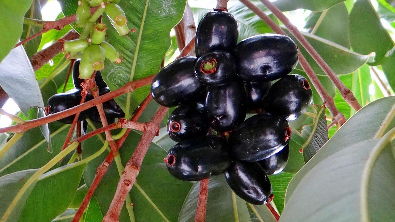 জামের এই উপকারিতাগুলো জানতেন?