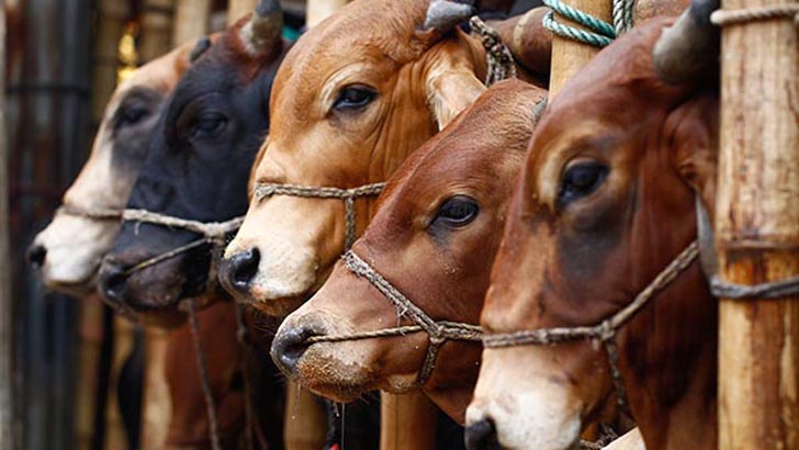কোরবানি করার উদ্দেশ্য।