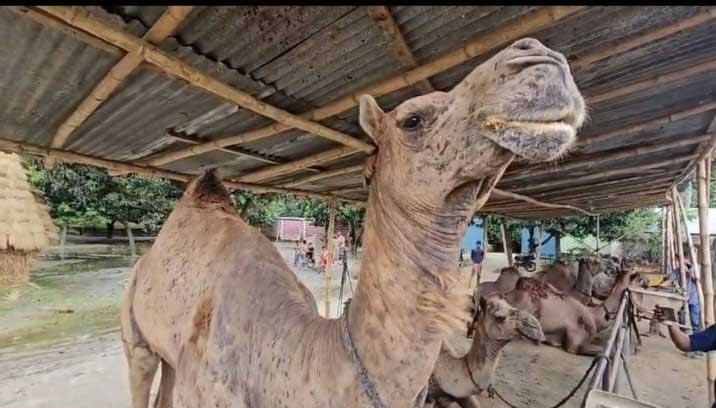 মরুভূমির ‘জাহাজ’ এখন চট্টগ্রামের পশুর হাটে, মূল্য আকাশছোঁয়া