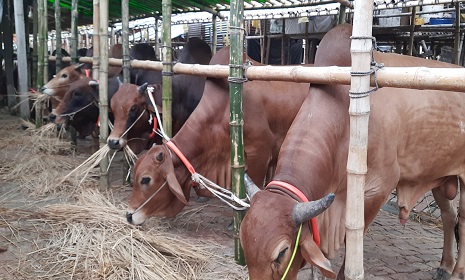আসছে কোরবানির পশু, রাজধানীতে প্রস্তুত গাবতলী হাট।