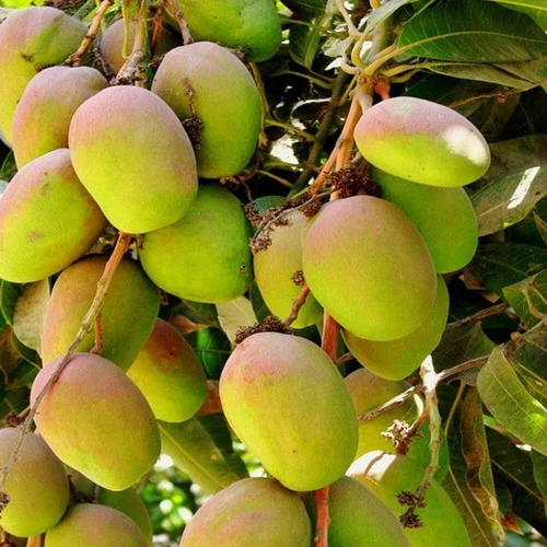 আমের দাম কমে যাওয়ার কারণ কী বলছেন ব্যবসায়ীরা