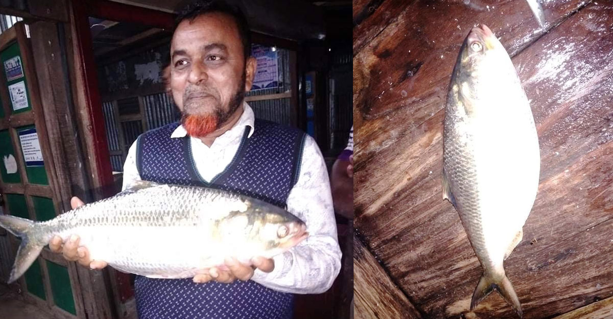 সেন্ট মার্টিনে একটি ইলিশ বিক্রি হলো ৪ হাজার ৫০ টাকায়।