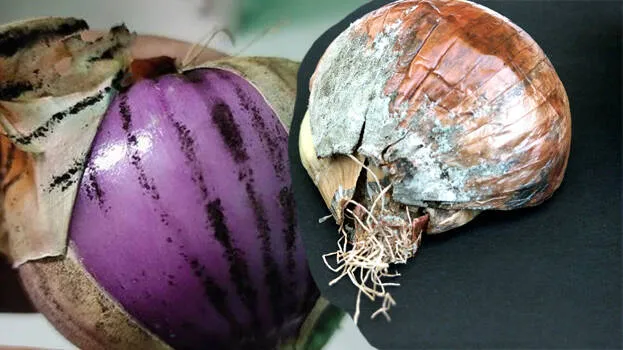পেঁয়াজে কালো দাগের প্রভাব ও প্রতিকার