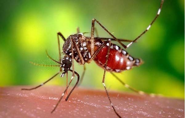 ডেঙ্গুতে আরও পাঁচজনের প্রাণহানি, নতুন ভর্তি ১,১৬২ রোগী