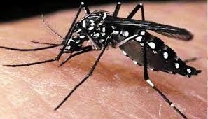 ডেঙ্গুতে একদিনে ১০ মৃত্যু, নতুন রোগী ১ হাজার ৬৯ জন