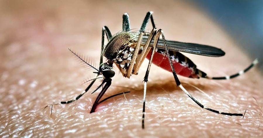 দেশে ডেঙ্গুতে আক্রান্ত হয়ে গত ২৪ ঘণ্টায় আরও ৫ জনের মৃত্যু হয়েছে