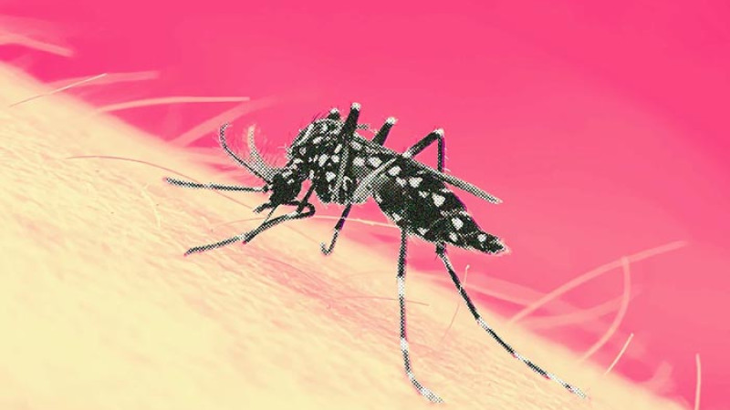 একদিনে ৮৩৪ জন ডেঙ্গুতে হাসপাতালে ভর্তি, কোনো মৃত্যু হয়নি