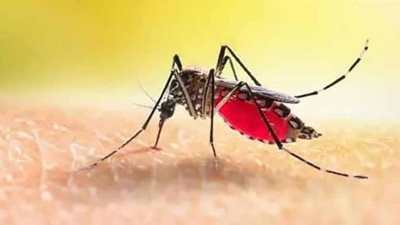 ২৪ ঘণ্টায় ডেঙ্গুতে নতুন ভর্তি ৩১, মৃত্যু নেই