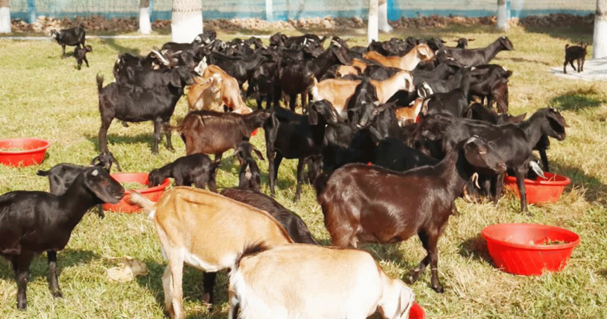 চট্টগ্রামে সাবেক শিবির নেতার খামার থেকে ৪০টি ছাগল লুট