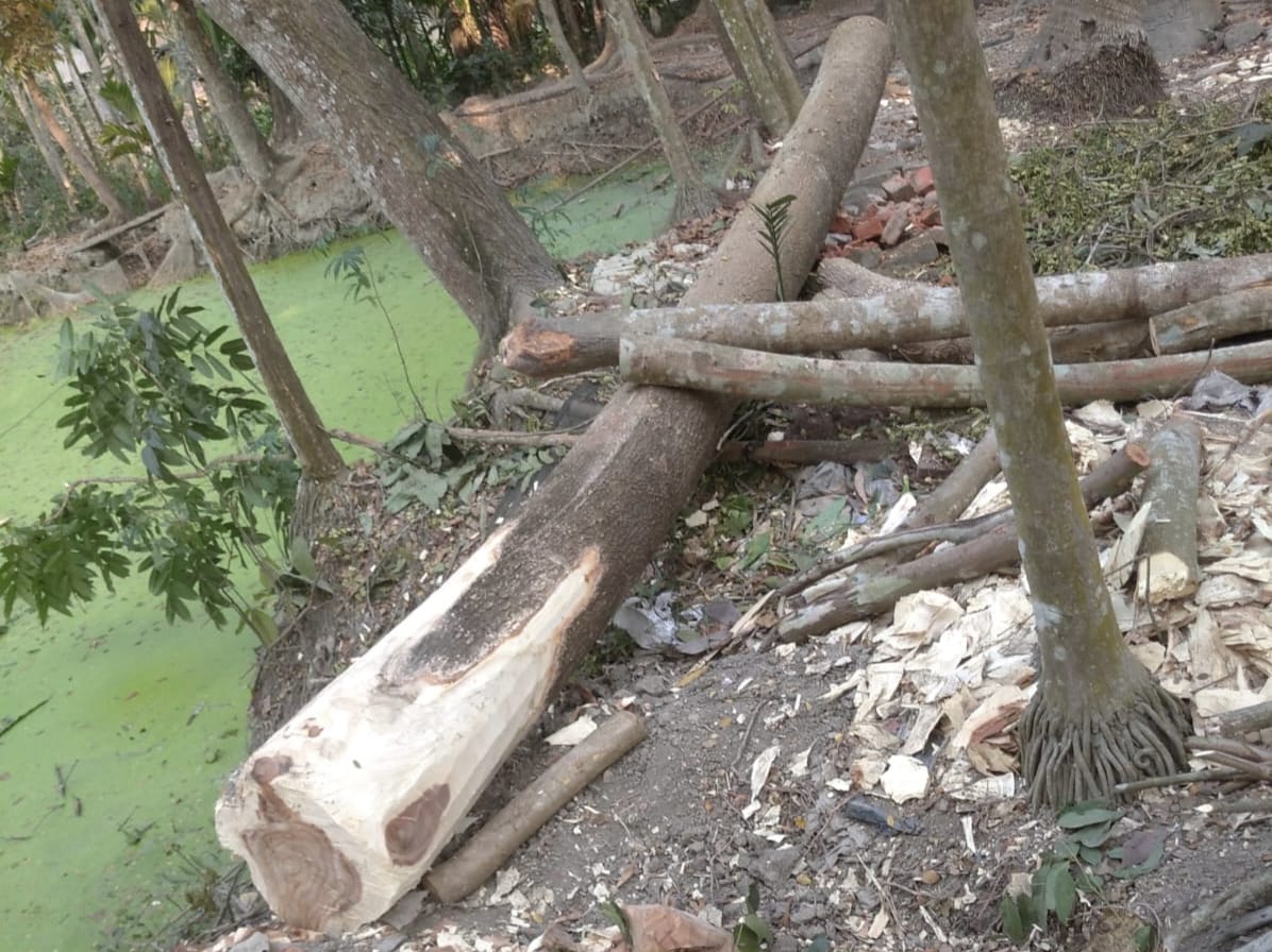 নেছারাবাদে রমজানে স্কুল বন্ধের সুযোগে বিদ্যালয়ের গাছ কেটে নিলেন ইউপি সদস্য