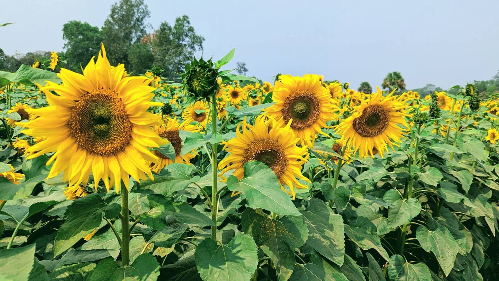 গোমতী নদীর তীরে সূর্যমুখীর স্বর্গরাজ্যে যেতে চাইলে যা জানতে হবে