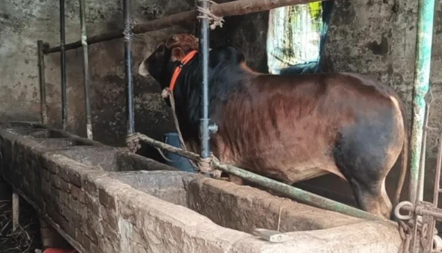 কুমিল্লায় সরকারি হাসপাতালে গরুর খামার