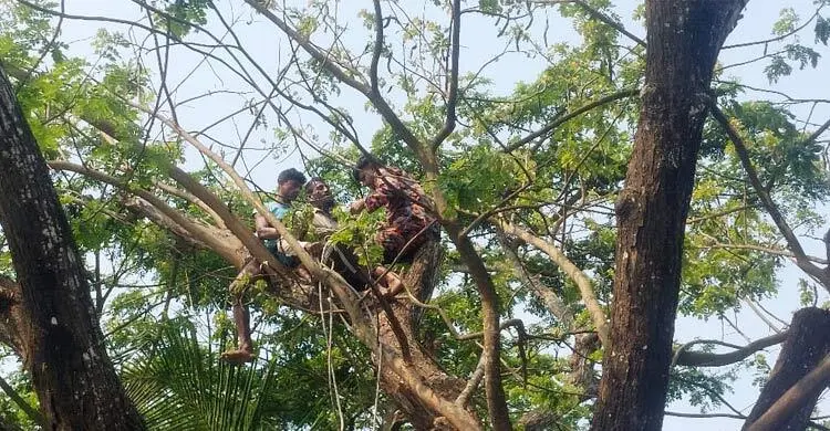 গাছে উঠেই অজ্ঞান, ফায়ার সার্ভিসের তৎপরতায় বাঁচলেন কৃষক
