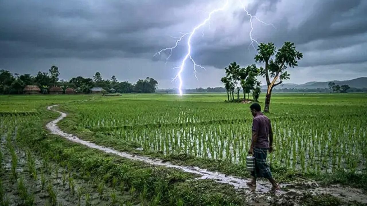 কুড়িগ্রামে ধান কাটতে গিয়ে বজ্রপাতে প্রাণ গেল কৃষকের
